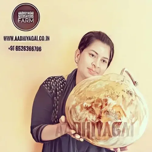 குண்டு சுரை Bottle Gourd Round (bottle-gourd-round)