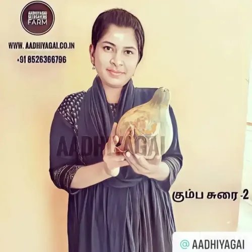 கும்ப சுரை2 Bottle Gourd round medium-2 (2-bottle-gourd-round-medium-2)