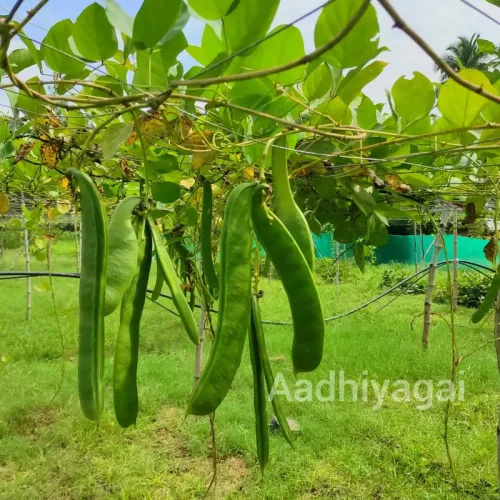 கொடி தம்பட்டை அவரை Sword Beans (sword-beans)