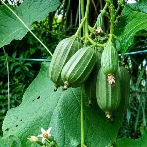 கொத்து பீர்க்கன் | cluster bean (sahaja) (cluster-bean-sahaja)