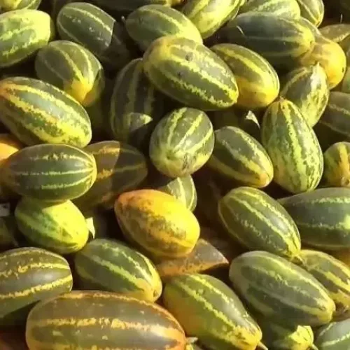 சாம்பார் வெள்ளரி Sambar Cucumber (sambar-cucumber)