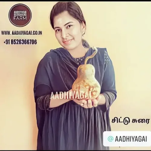 சிட்டு சுரை Bottle Gourd Tiny (bottle-gourd-tiny)