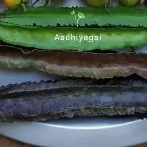 சிறகு அவரை (பச்சை) |Winged Beans (green) (winged-beans-green)