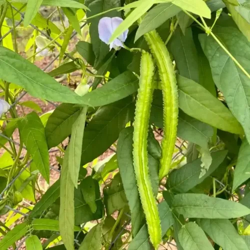 சிறகு அவரை நீளம் (பச்சை) |Winged bean long (green) (winged-bean-long-green)