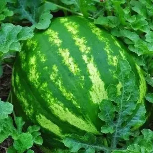 தர்பூசணி Watermelon (watermelon)
