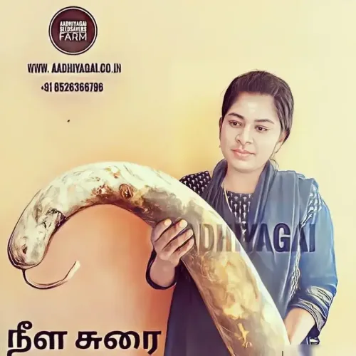 நீள சுரை Bottle Gourd Long (bottle-gourd-long)