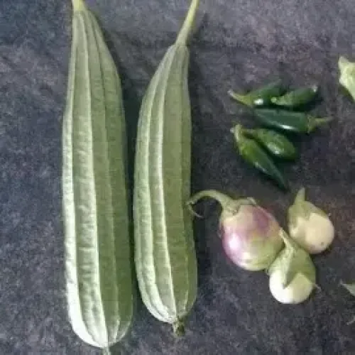 நீள பீர்க்கன் Ridge Gourd Long (ridge-gourd-long)