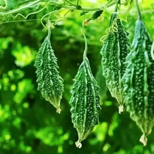 பச்சை பாகல் (குட்டை) | bitter gourd short (green) (bitter-gourd-short-green)