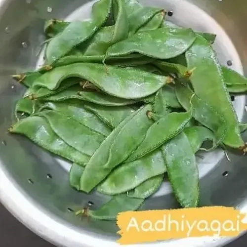 பட்டை அவரை Lablab Broad Vine (lablab-broad-vine)