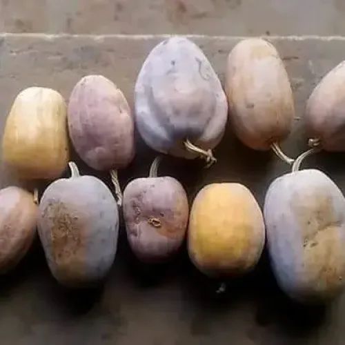 பரங்கி / அரசாணி Pumpkin (pumpkin)