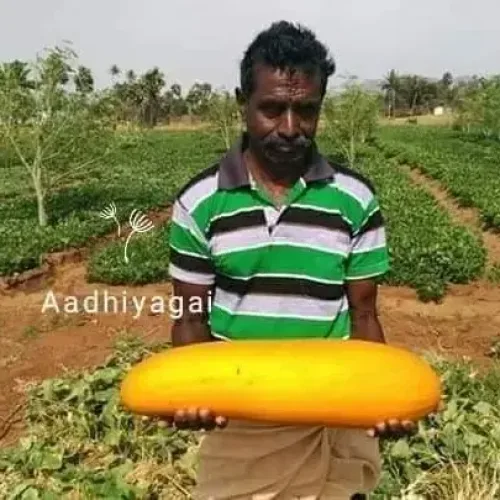 பழ வெள்ளரி Cucumber Long (cucumber-long)