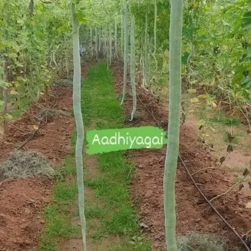 பாம்பு புடலை (snake gourd)