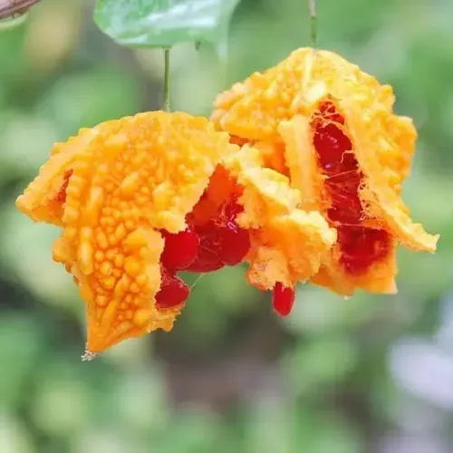 மிதிபாகல் Bitter Gourd Small (bitter-gourd-small)