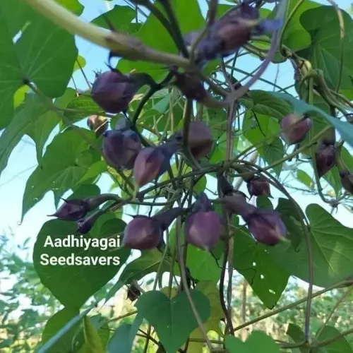 மூக்குத்தி அவரை Clove Bean Purple (clove-bean-purple)