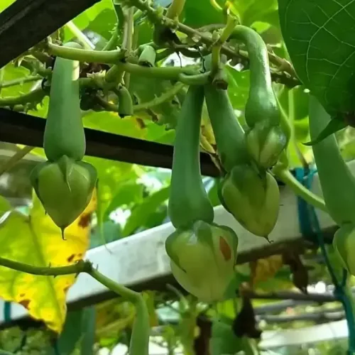 மூக்குத்தி அவரை(பச்சை) | clove beans (green) (clove-beans-green)