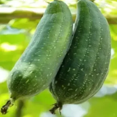 மெழுகு பீர்க்கன் அடர்பச்சை Sponge Gourd - Dark Green (sponge-gourd-dark-green)