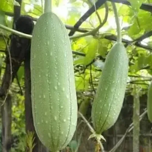 மெழுகு பீர்க்கன் வெளிர்பச்சை Sponge Gourd -Light Green (sponge-gourd-light-green)