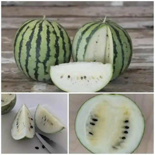 வெள்ளை தர்பூசணி white watermelon (white-watermelon)