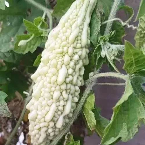 வெள்ளை பாகல் White Bitter Gourd (white-bitter-gourd)