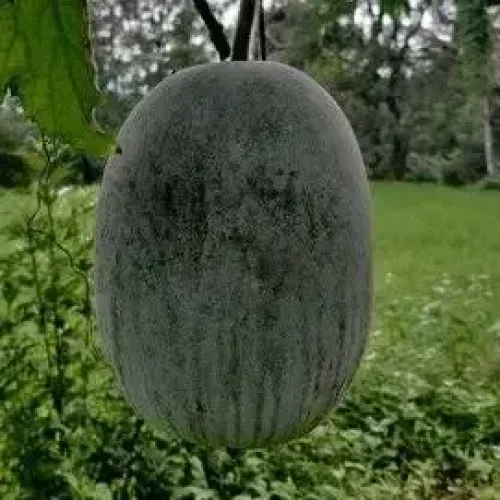 வெள்ளை பூசணி Ash Gourd (ash-gourd(வெண்பூசனி ))