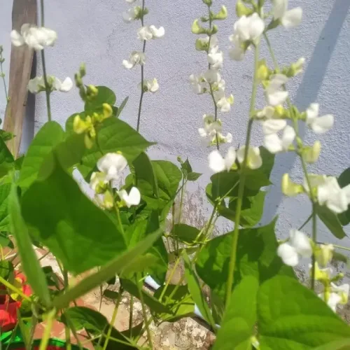 செடி அவரை Lablab Bush (lablab-bush)