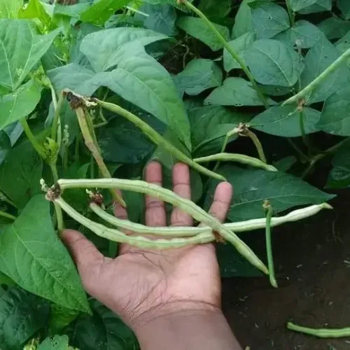 செடி காராமணி Cowpea Bush (cowpea-bush)