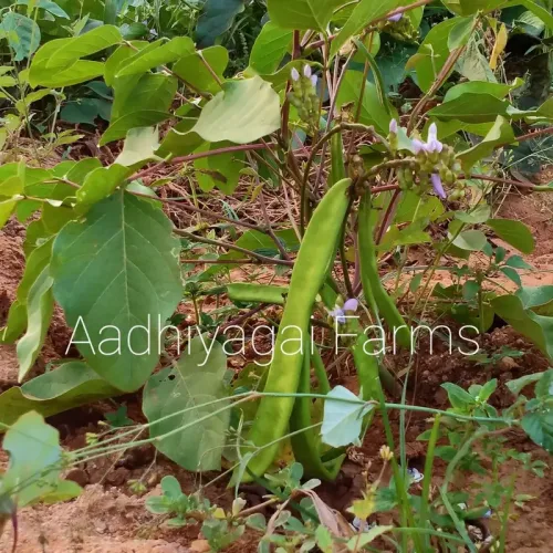 செடி தம்பட்ட அவரைJack Beans -Bush (jack-beans-bush)
