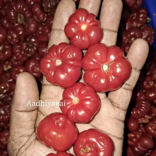 ஆப்பிரிக்கா வரி தக்காளி|Togo Tomato (Determinate) (togo-tomato-determinate)