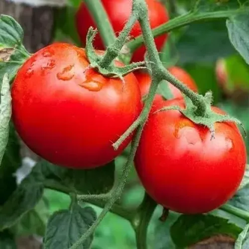 உருட்டு தக்காளி (செடி) Tomato Bush Round (tomato-bush-round)