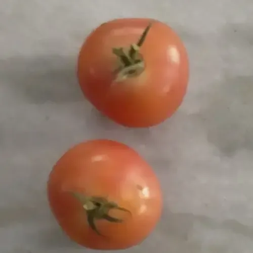 குங்கும தக்காளி Kumkum Tomato (kumkum-tomato)