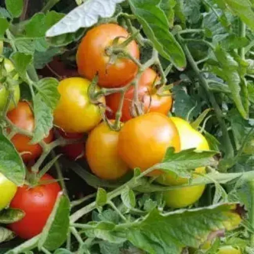 கொடி தக்காளி | Tomato (Vine) (tomato-vine)