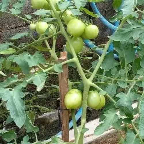 கொத்து தக்காளி (Tomato cluster)