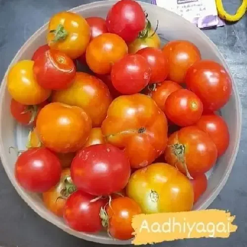 நாட்டு தக்காளி (செடி) | Tomato TN (Bush) (tomato-tn-bush)