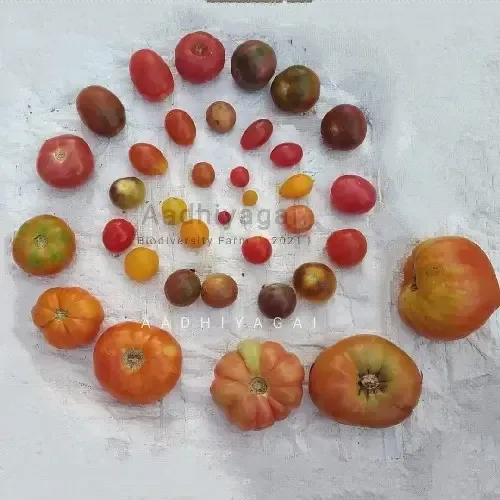 பலவகை தக்காளி Tomato Mixed (tomato-mixed)