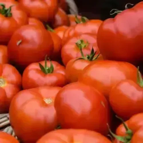 மதன பள்ளி தக்காளி(கொடி) | Madanapalle Tomato (Vine) (madanapalle-tomato-vine)
