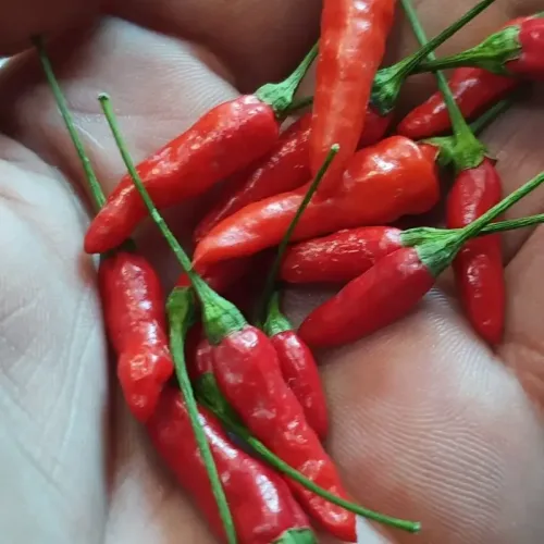 காந்தாரி மிளகாய் Chilli Bird Eye 1inch Long (chilli-bird-eye-1inch-long)