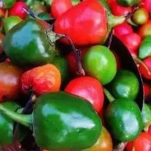 குண்டு மிளகாய் Chilli Round (chilli-round)