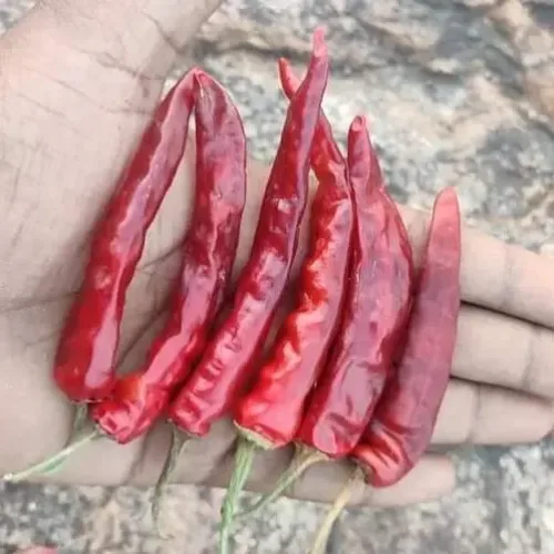 சம்பா மிளகாய் (chilli-long(samba))