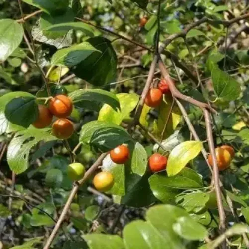 இலந்தை Jujube (jujube)