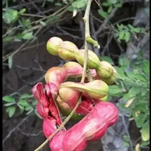 கொடுக்காப்புளி Manila tamarind (manila-tamarind)