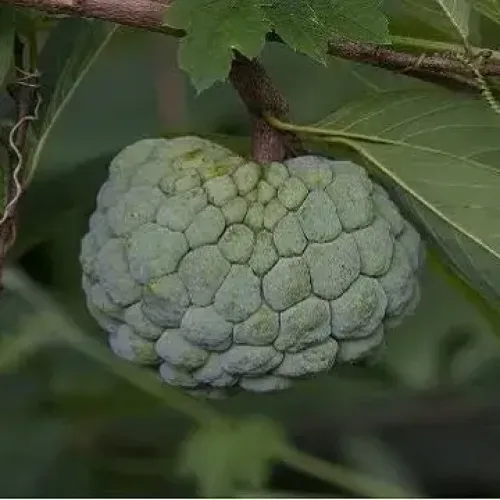 சீத்தாபழம் Custard Apple (custard-apple)