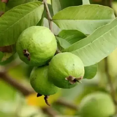 நாட்டு கொய்யா(வெள்ளை)| Guava (guava)
