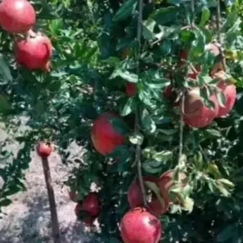நாட்டு மாதுளை Pomegranate (pomegranate)