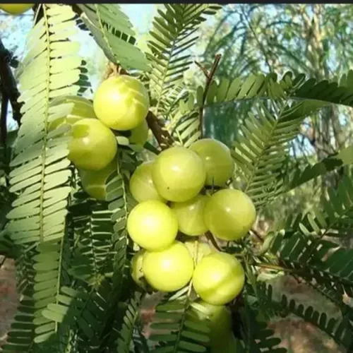 பெருநெல்லி Amla (amla)