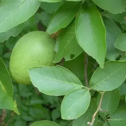 வில்வம் Indian Bael (indian-bael)