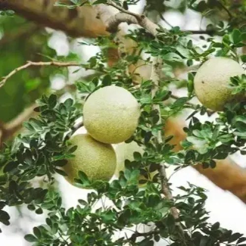 விளாம்பழம் wood Apple (wood-apple)