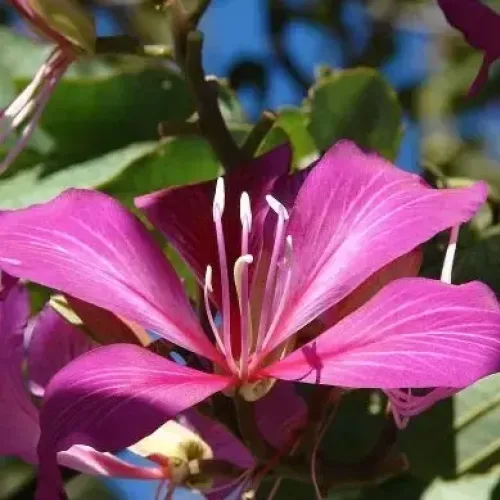 ஆத்தி bidi leaf tree (bidi-leaf-tree)