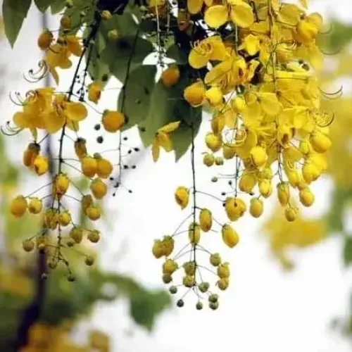 சரக்கொன்றை Golden Shower (golden-shower)