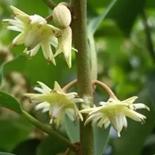மகிழம்பூ Spanish cherry tree (spanish-cherry-tree)
