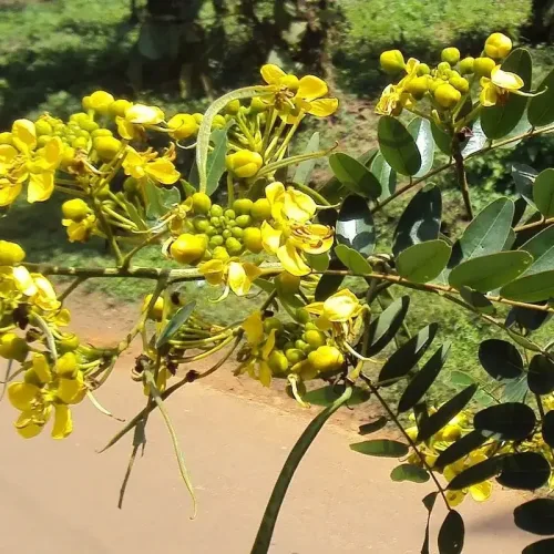 மஞ்சள்கொன்றை Siamese Senna (siamese-senna)